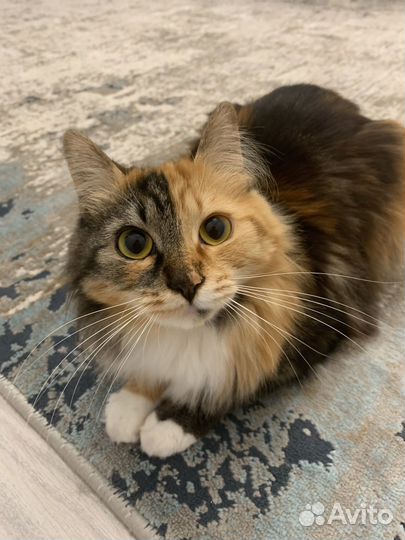 Кошечка в добрые руки