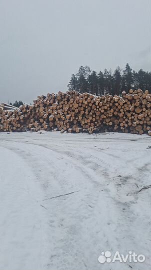 Лес кругляк