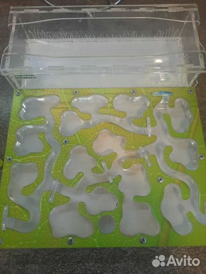 Формикарий - муравьиная ферма