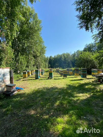 Мед оптом с Алтая / Экспорт в Китай и снг