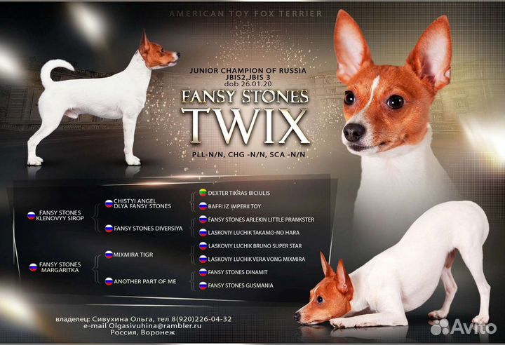 Вязка той-фокстерьер