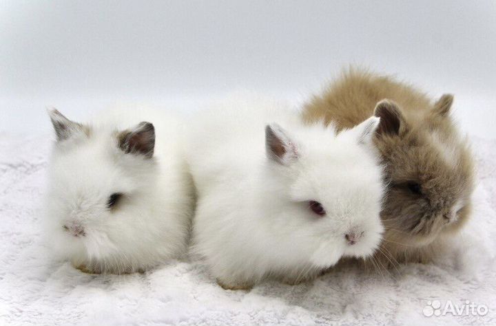 Декоративные Карликовые Кролики