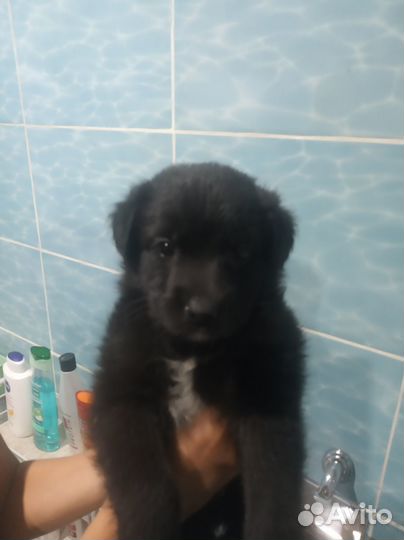 Отдам в добрые руки