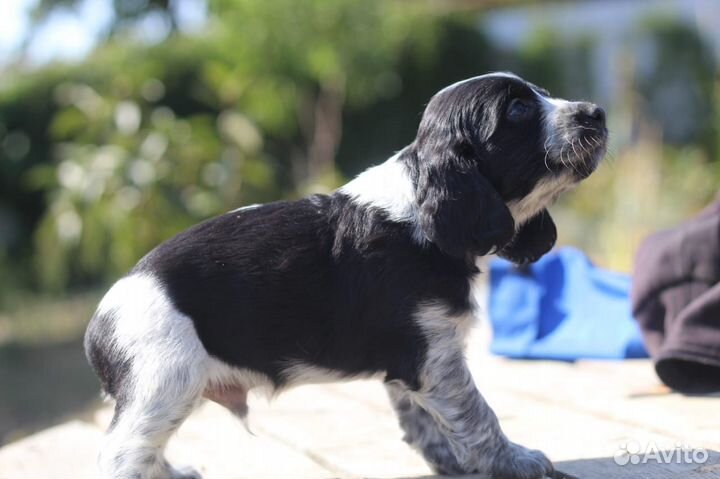 Щенки русского охотничьего спаниеля