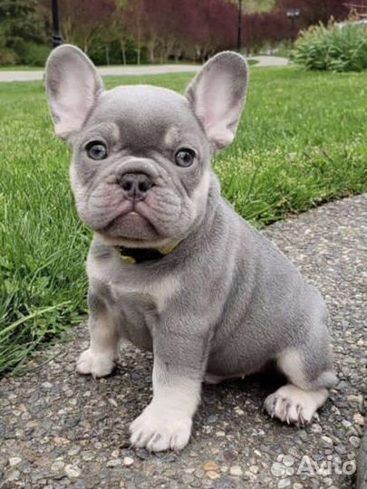 Французский бульдог щенки лиловые
