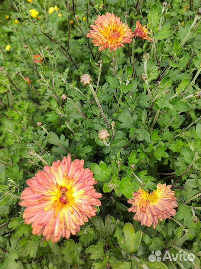 Хризантема