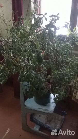 Цветы комнатные