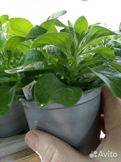 Петуния вегетативная