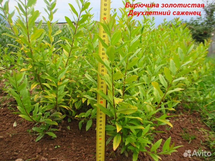 Саженцы бирючина золотистая для изгороди и бордюр