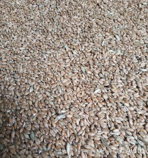 Фуражный ячмень, Сахарная свёкла на корм/посев