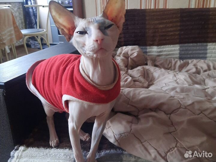 Кошка сфинкс бесплатно