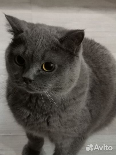 Отдам в добрые руки