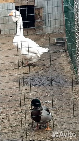 Холмогор гусак