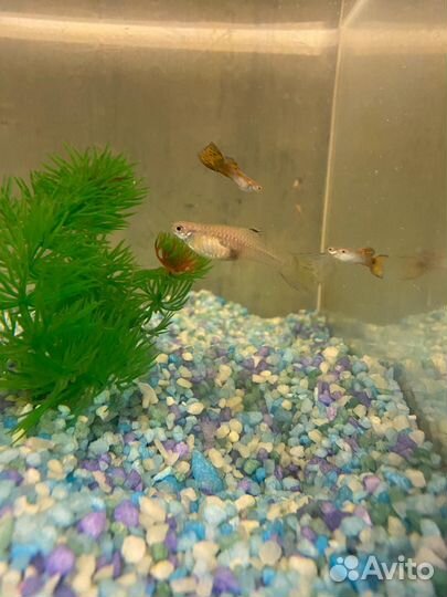 Рыбки гуппи