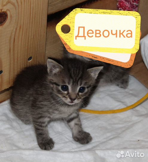 Котята