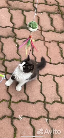Милые котятки ищют дом.(им 2-3мес.)