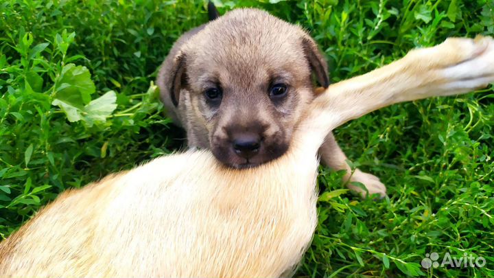 Щенки в хорошие руки