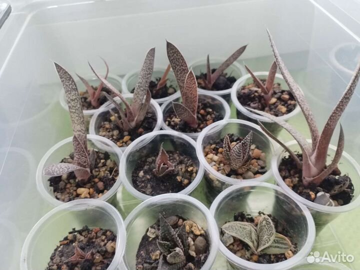 Суккуленты, хавортии и гастерии