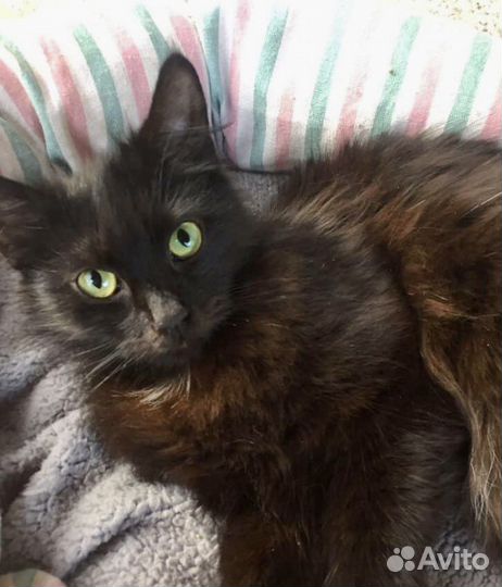 Ласковая красивая кошечка в добрые руки