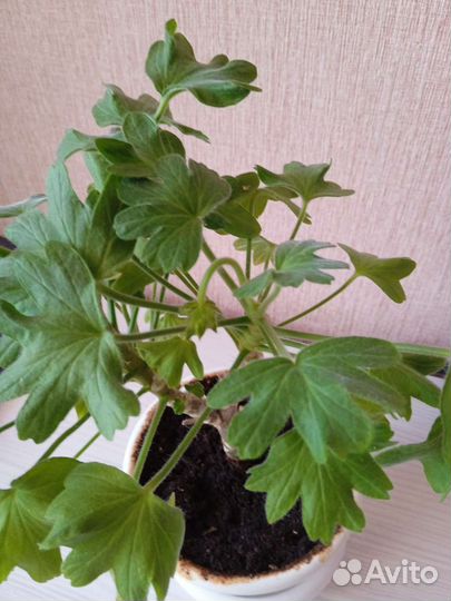 Пеларгония звездчатая