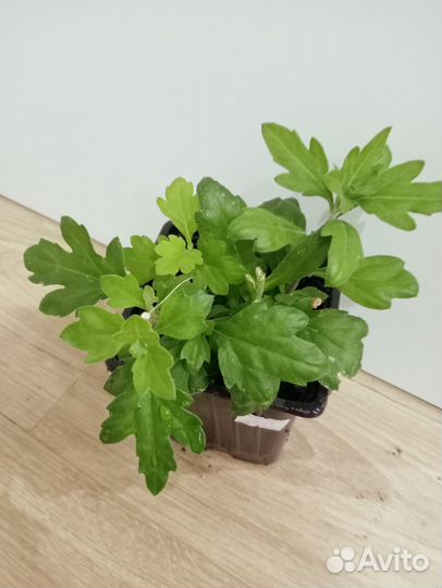 Хризантема белая