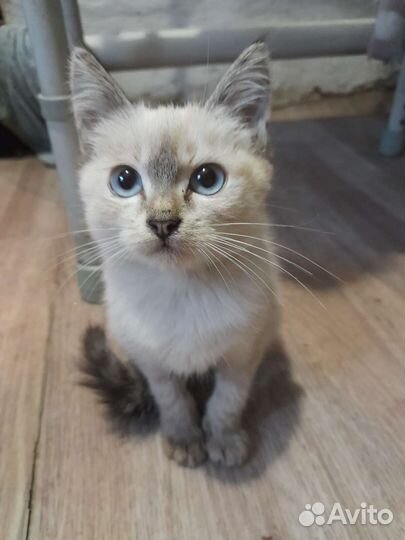 Кошка в дар бесплатно