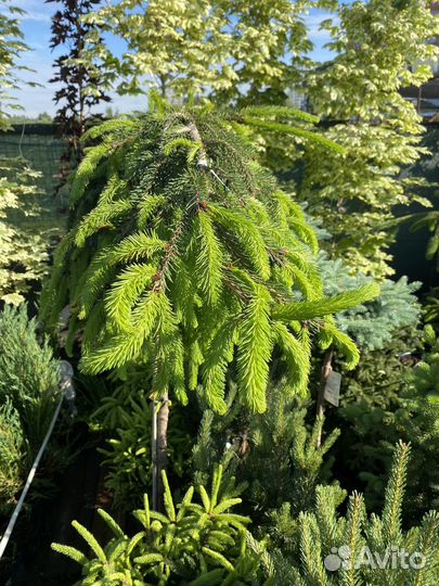 Ель инверса на штамбе