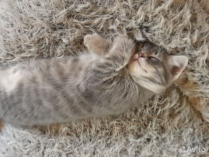 Отдам котёнка