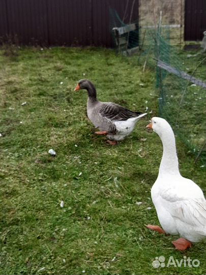 Гуси