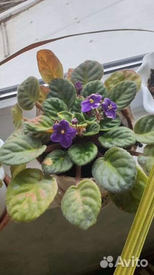 Спатифиллум