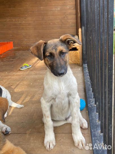 Щенок местис курцхаара бесплатно в добрые руки