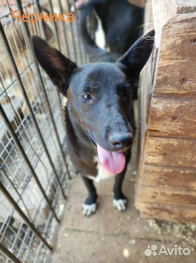 Собака в добрые руки