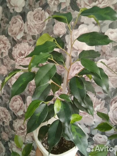 Фикус Денилайт