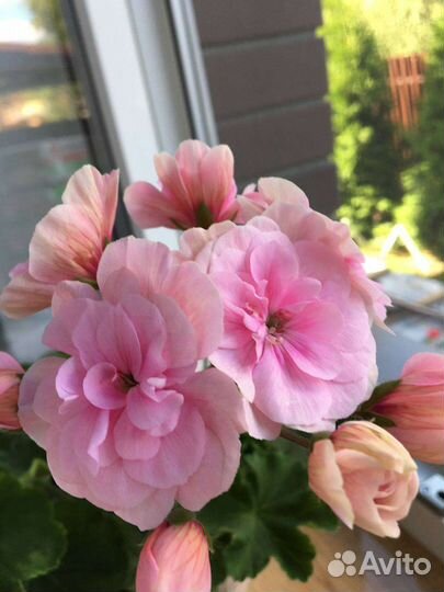 Пеларгония герань