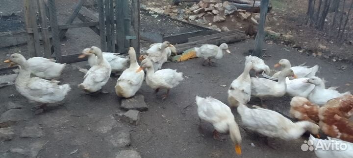 Утка и Гусь к праздничному столу