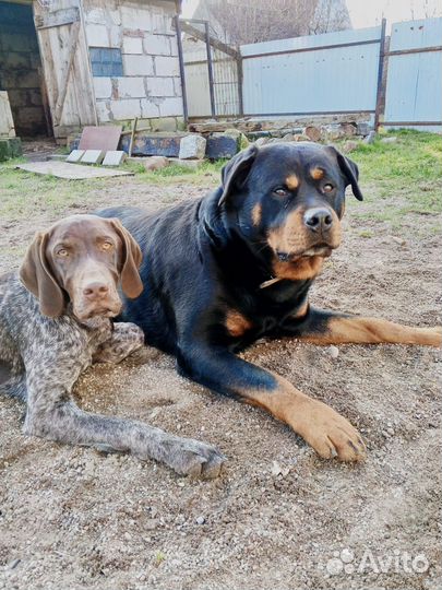 Вязка ротвейлера