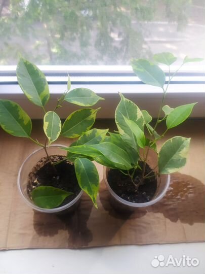 Сортовые фикусы