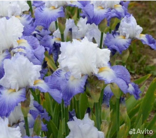 Ирисы
