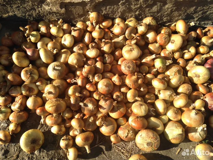 Лук репчатый продажа