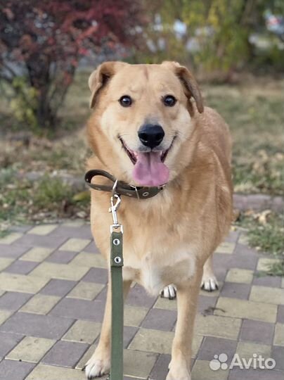 Собака-компаньон в семью