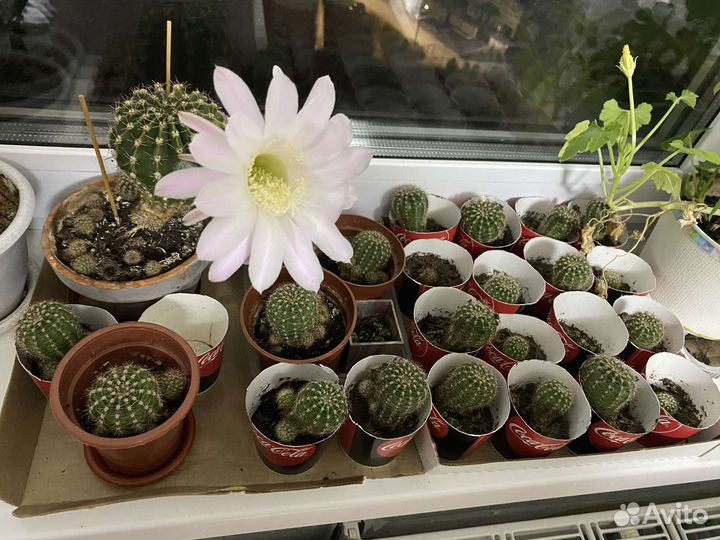 Кактусы и суккуленты