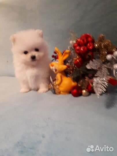 Приносим счастье в дом
