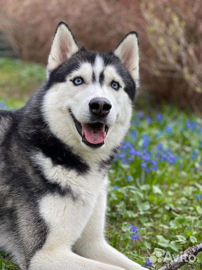 Сибирский хаски титулованный кобель для вязки