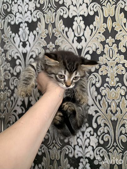 Котята в добрые руки бесплатно