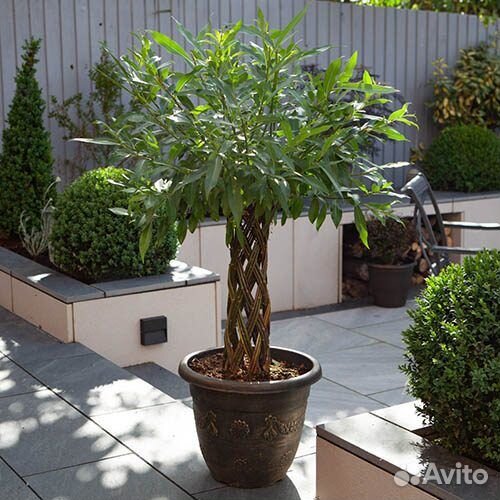 Живое плетеное дерево. Русская пальма