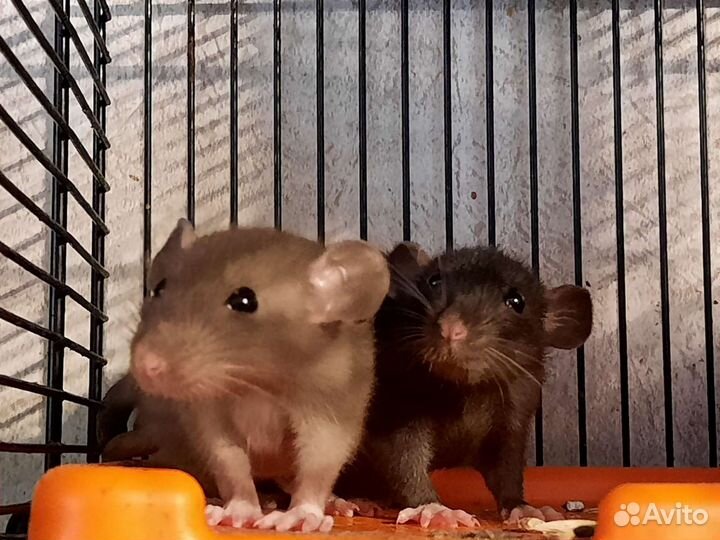 Крысята Дамбо. Крысы Chocolate Black. Питомник