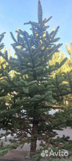 Сосна пихта елка новогодняя
