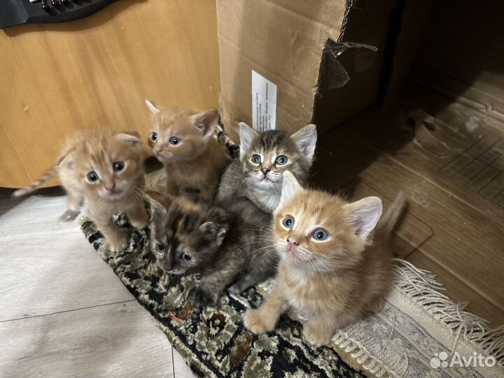 Домашние животные котята