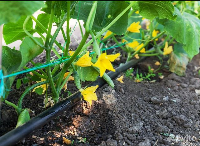 Капельная лента zelna (урожайная) 1000м