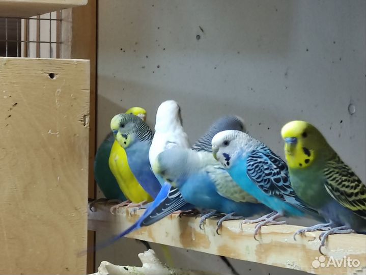 Волнистые ввп